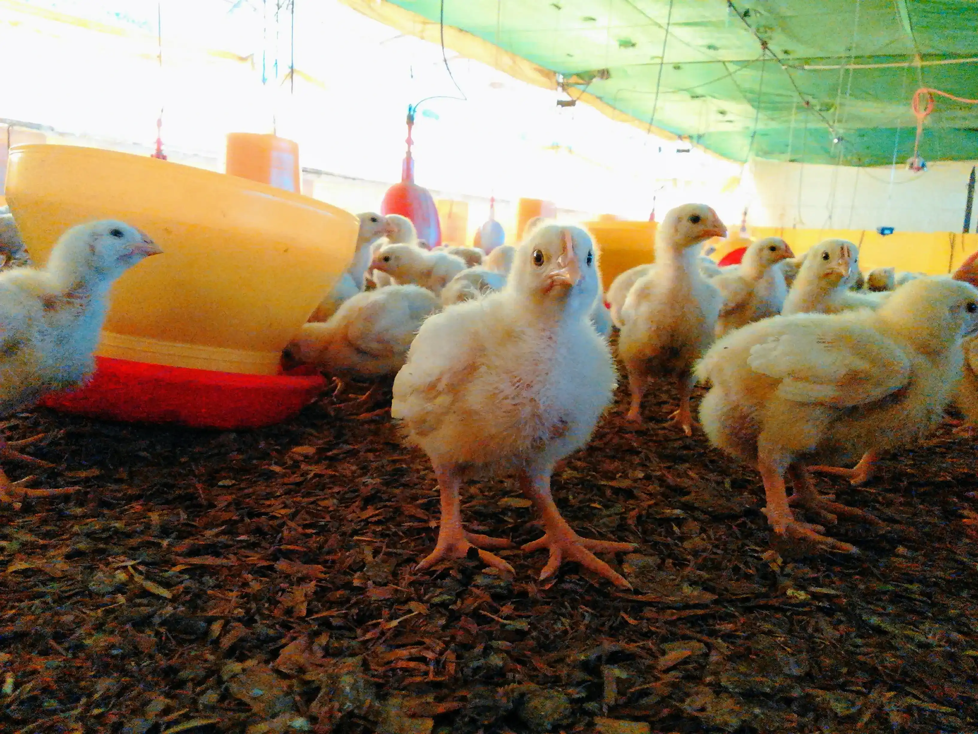 Equipo Agrolinx en granja porcina - Acompañamiento técnico especializado